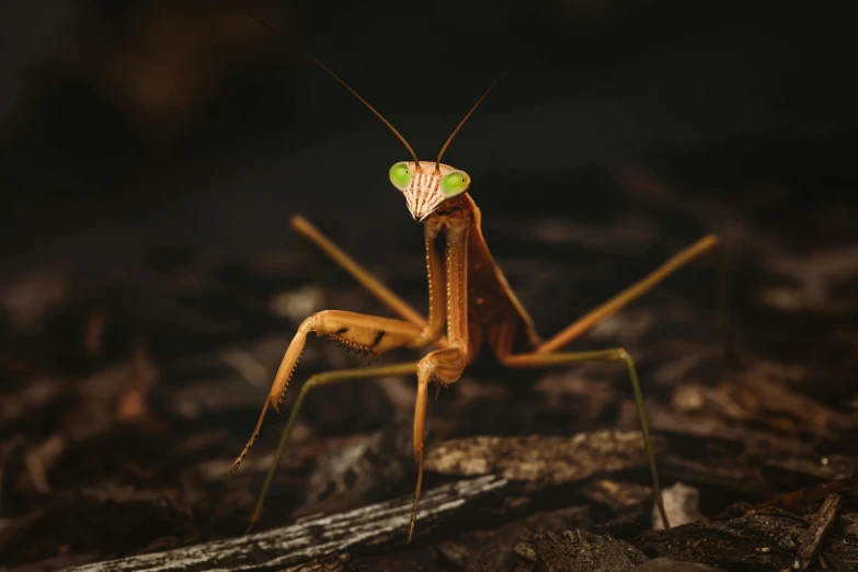 a close up of a praying mantisce on the ground, a macro photograph, by Lee Loughridge, pexels contest winner, mantis, full front view, australian, avatar image