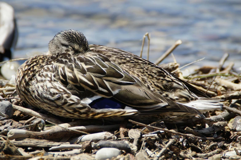 a duck sitting on the ground next to a body of water, by Jan Tengnagel, pexels contest winner, hurufiyya, in a nest, sleepers, she is laying on her back, deep detailed