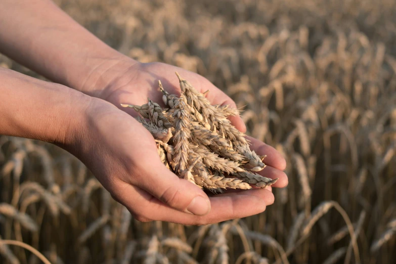 a person holding a handful of wheat in their hands, an album cover, unsplash, mineral grains, no cropping, upscaled to high resolution, multiple stories