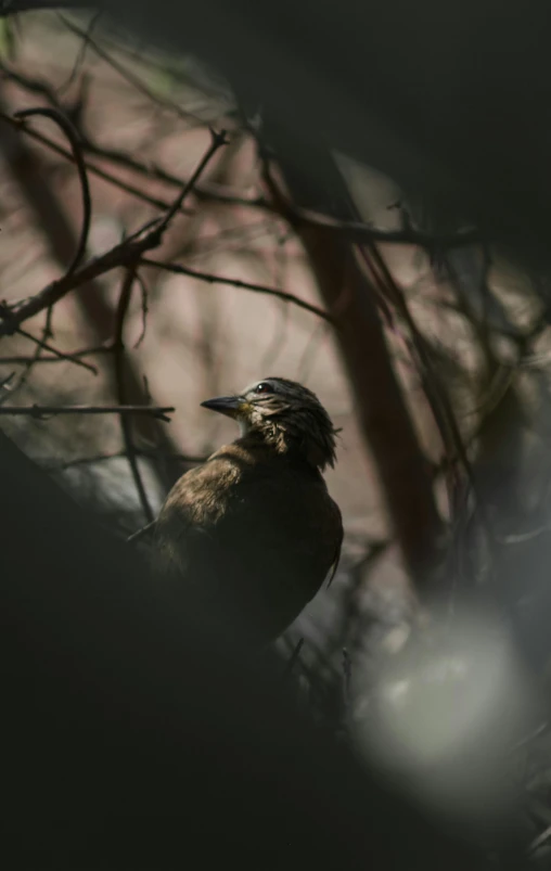 a bird sitting on top of a tree branch, a picture, unsplash contest winner, lurking in the shadows, portrait shot 8 k, high quality photo, smoldering