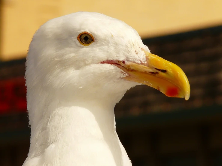 a close up of a white bird with a yellow beak, pexels contest winner, albino white pale skin, seagulls, today\'s featured photograph 4k, manly