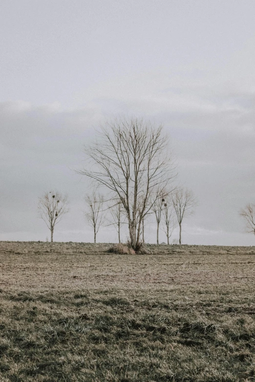 a couple of horses standing on top of a grass covered field, inspired by Anselm Kiefer, unsplash contest winner, land art, sparse bare trees, group of seven, tall tree, gray sky