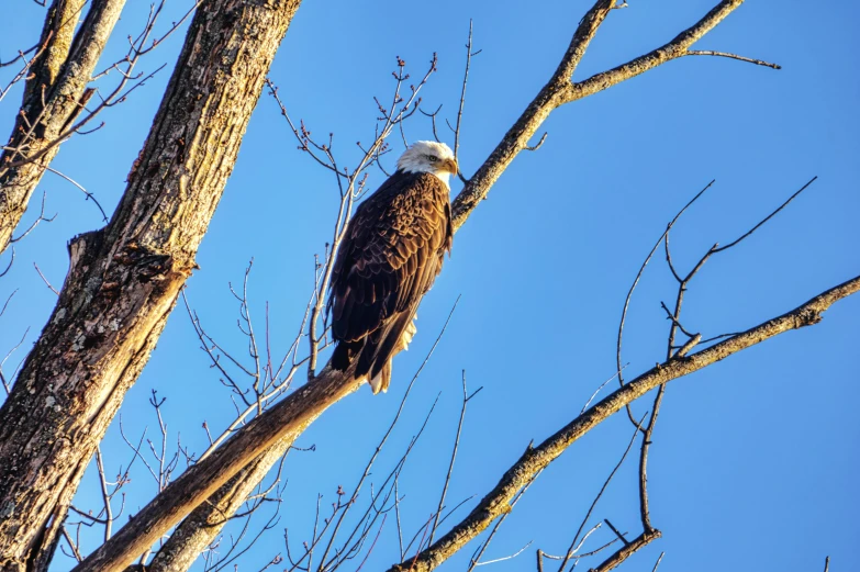 a bald eagle sitting on top of a tree, by Carey Morris, pexels contest winner, bright sunny day, blue, slide show, 🦩🪐🐞👩🏻🦳