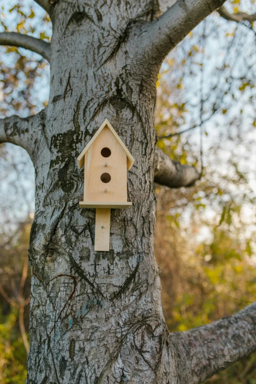 a birdhouse hanging on the side of a tree, by Paul Bird, unsplash, conceptual art, high resolution product photo, three - quarter view, vanilla, at home