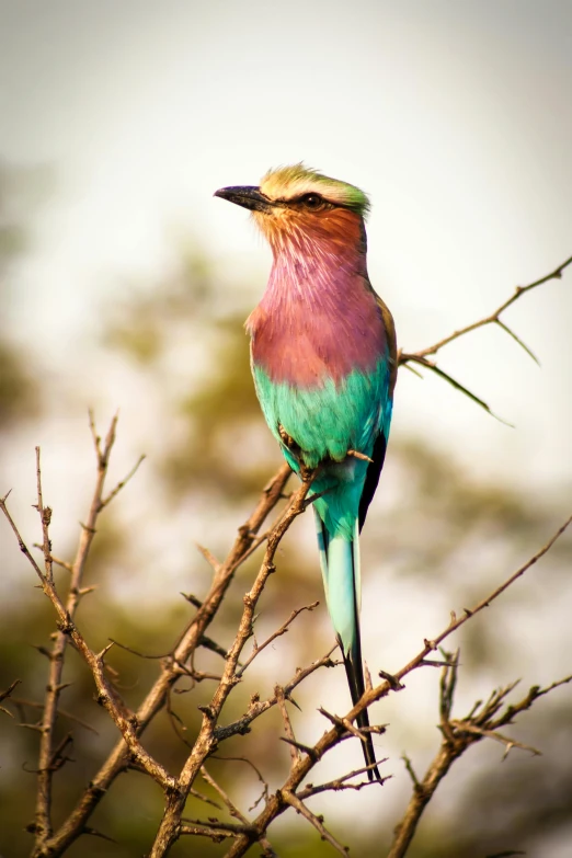 a colorful bird sitting on top of a tree branch, on the african plains, teal and pink, multiple stories, africa