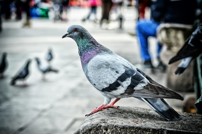 a pigeon that is sitting on a rock, by Julia Pishtar, pexels contest winner, in a city square, white male, 🦩🪐🐞👩🏻🦳, colorful bird with a long