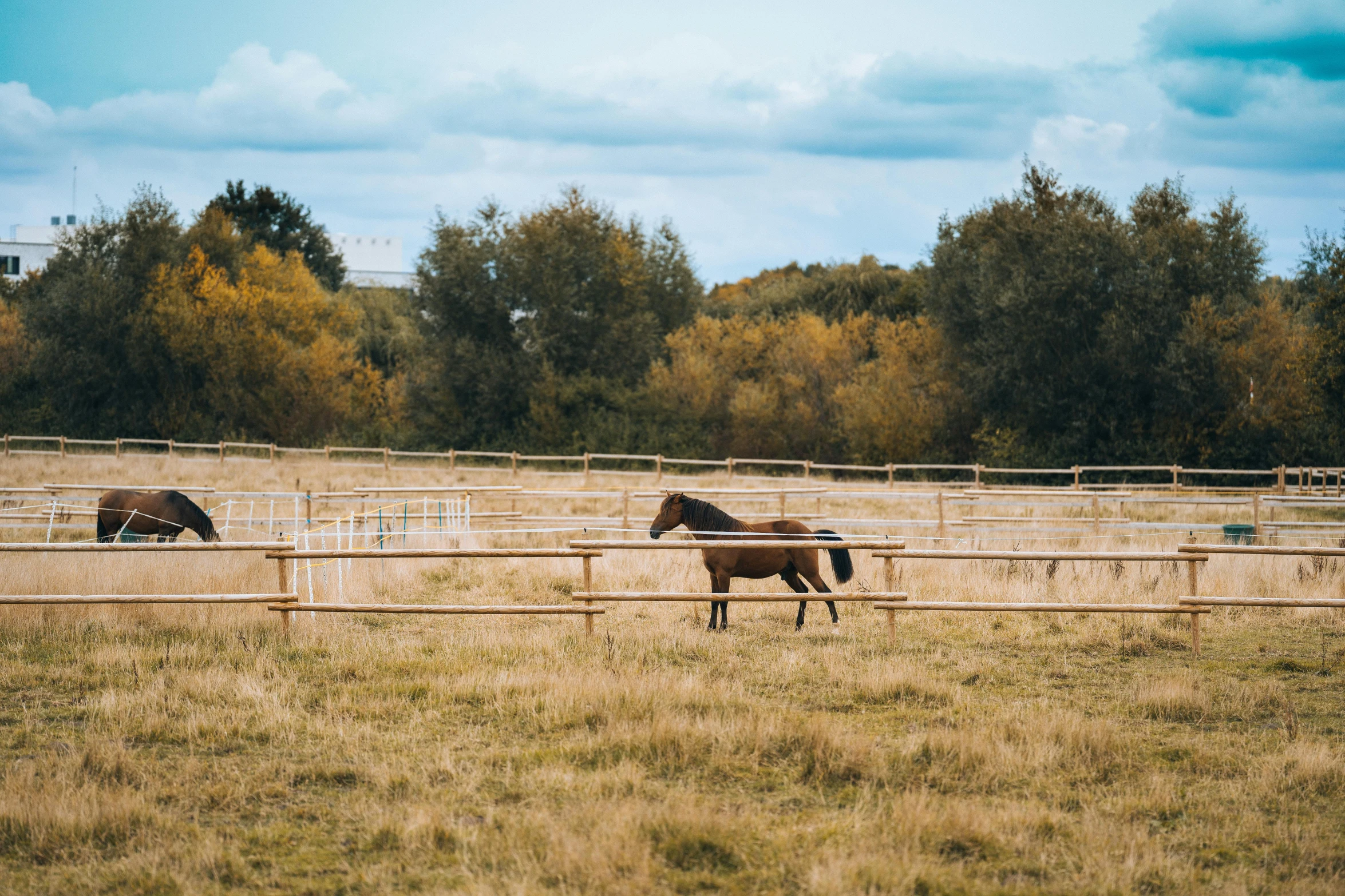 a couple of horses that are standing in the grass, by Rachel Reckitt, unsplash, fences, in an empty field, standing in an arena, liam brazier