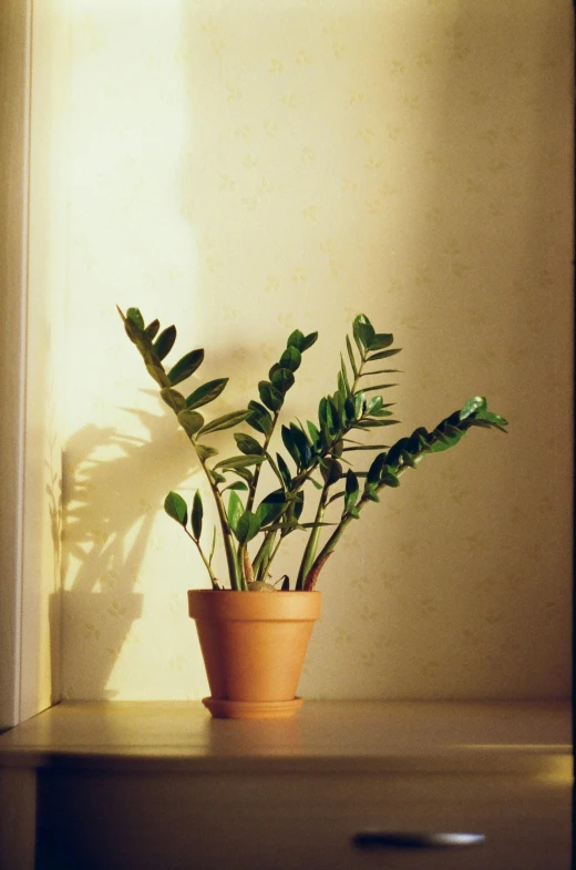 a potted plant sitting on a window sill, by Morris Kestelman, diffuse natural sun lights, front lit, indoor