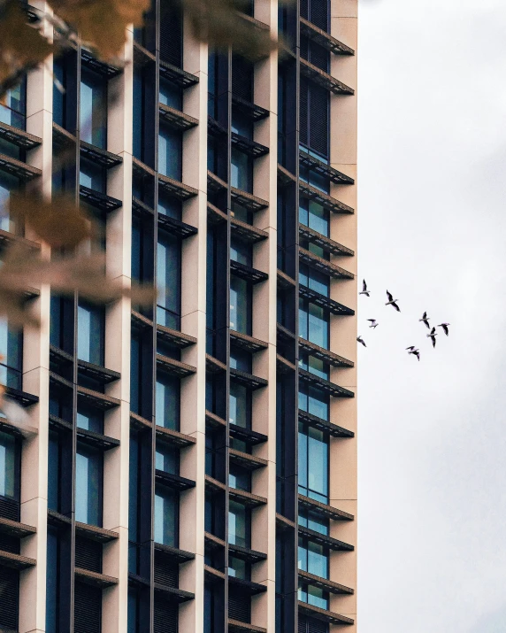 a flock of birds flying over a tall building, by Adam Rex, pexels contest winner, modernism, in chippendale sydney, steel window mullions, hotel room, birds of paradise