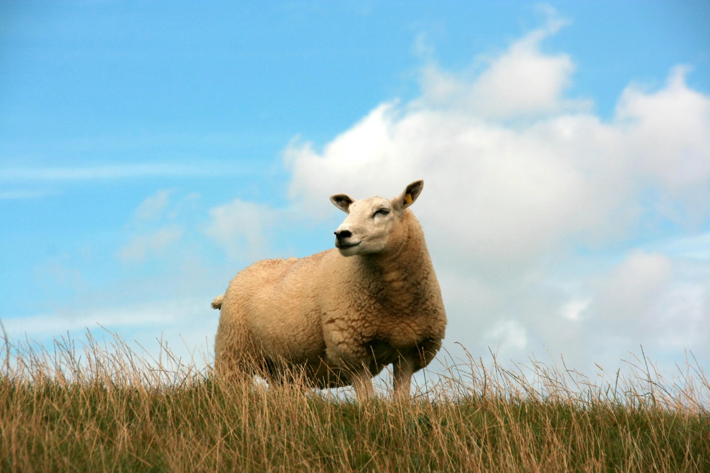 a sheep standing on top of a grass covered field, by Rachel Reckitt, pexels contest winner, blue sky, brown, classical, tan