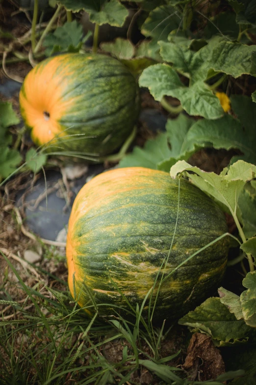 a couple of pumpkins that are on the ground, a picture, by Jan Tengnagel, unsplash, renaissance, 2 5 6 x 2 5 6 pixels, greens), high quality photo, discovered in a secret garden