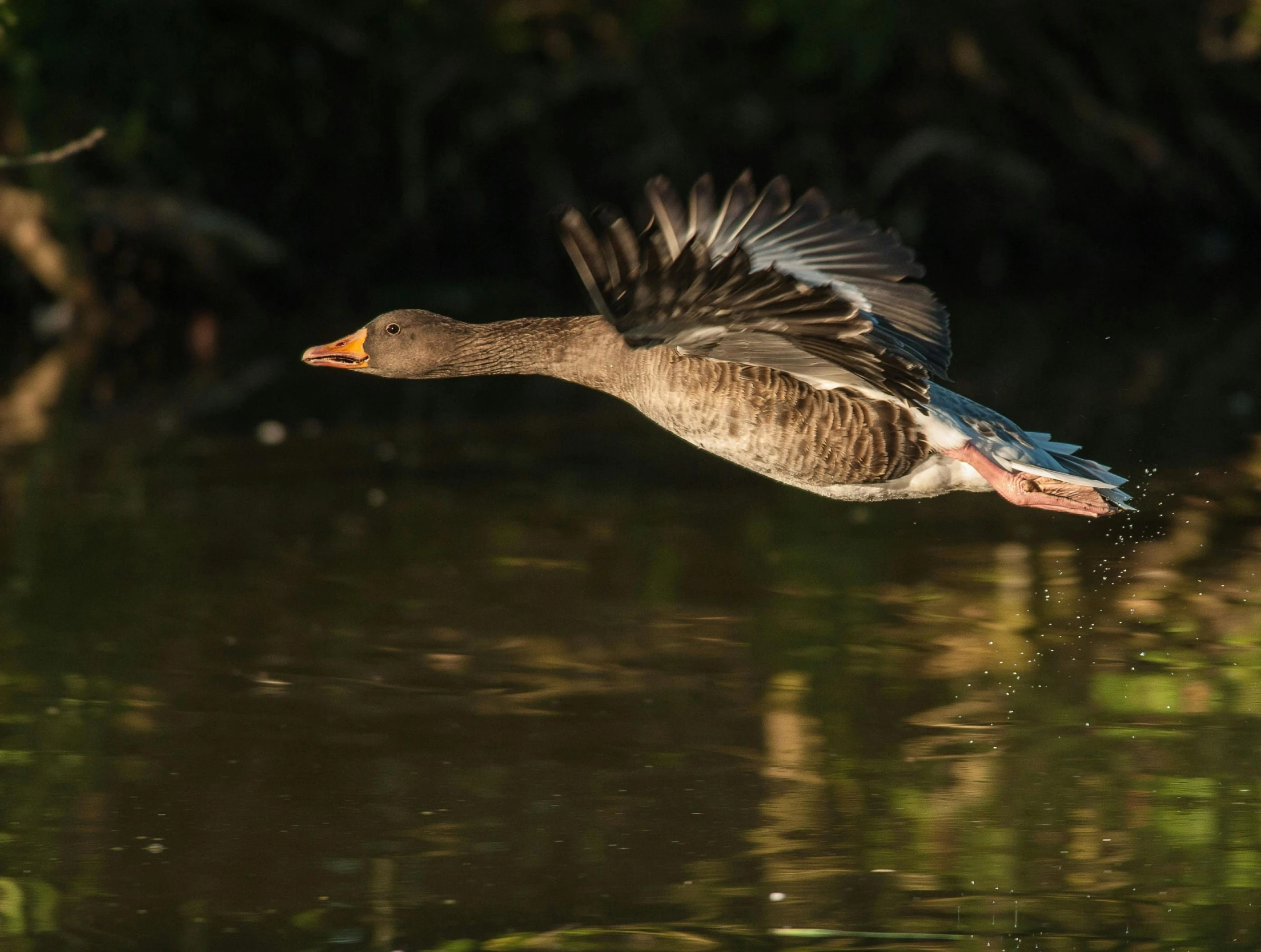 a duck flying over a body of water, fan favorite, female ascending, guide, endangered