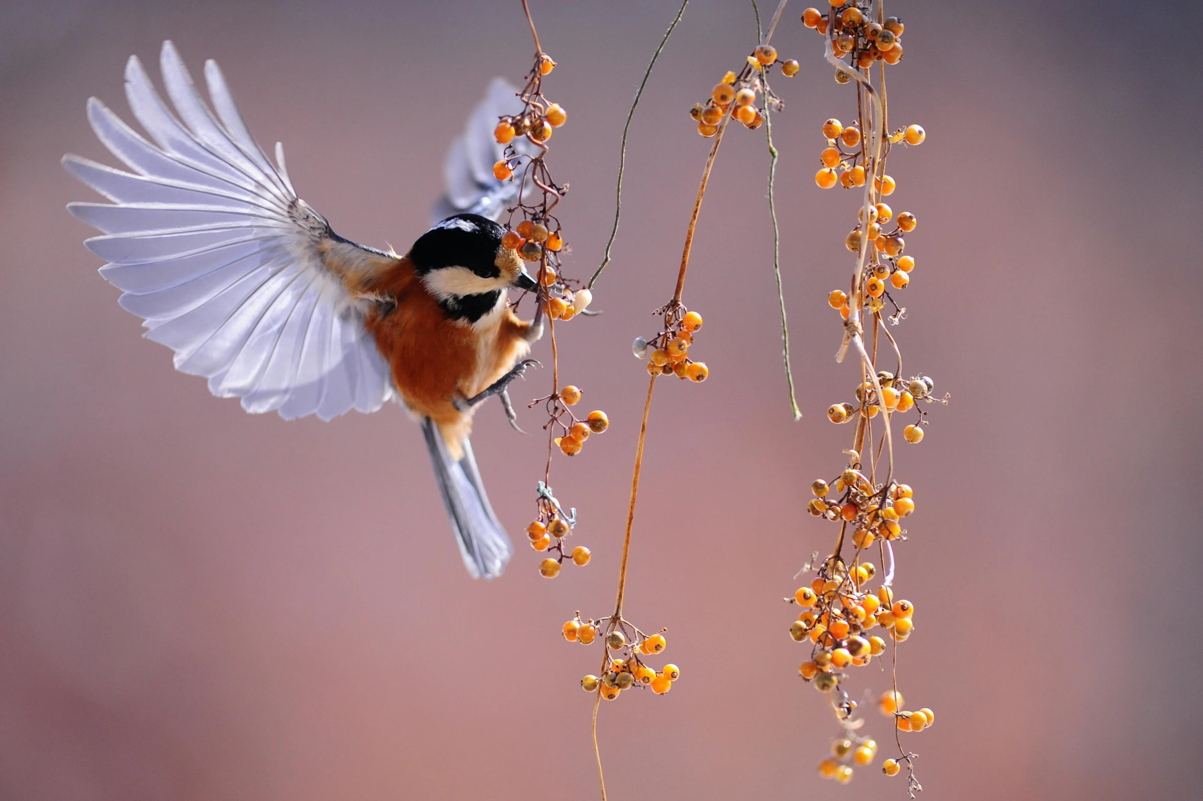 a bird that is flying in the air, by Paul Bird, unsplash contest winner, art photography, birds on cherry tree, macro photography 8k, autumn season, lei min