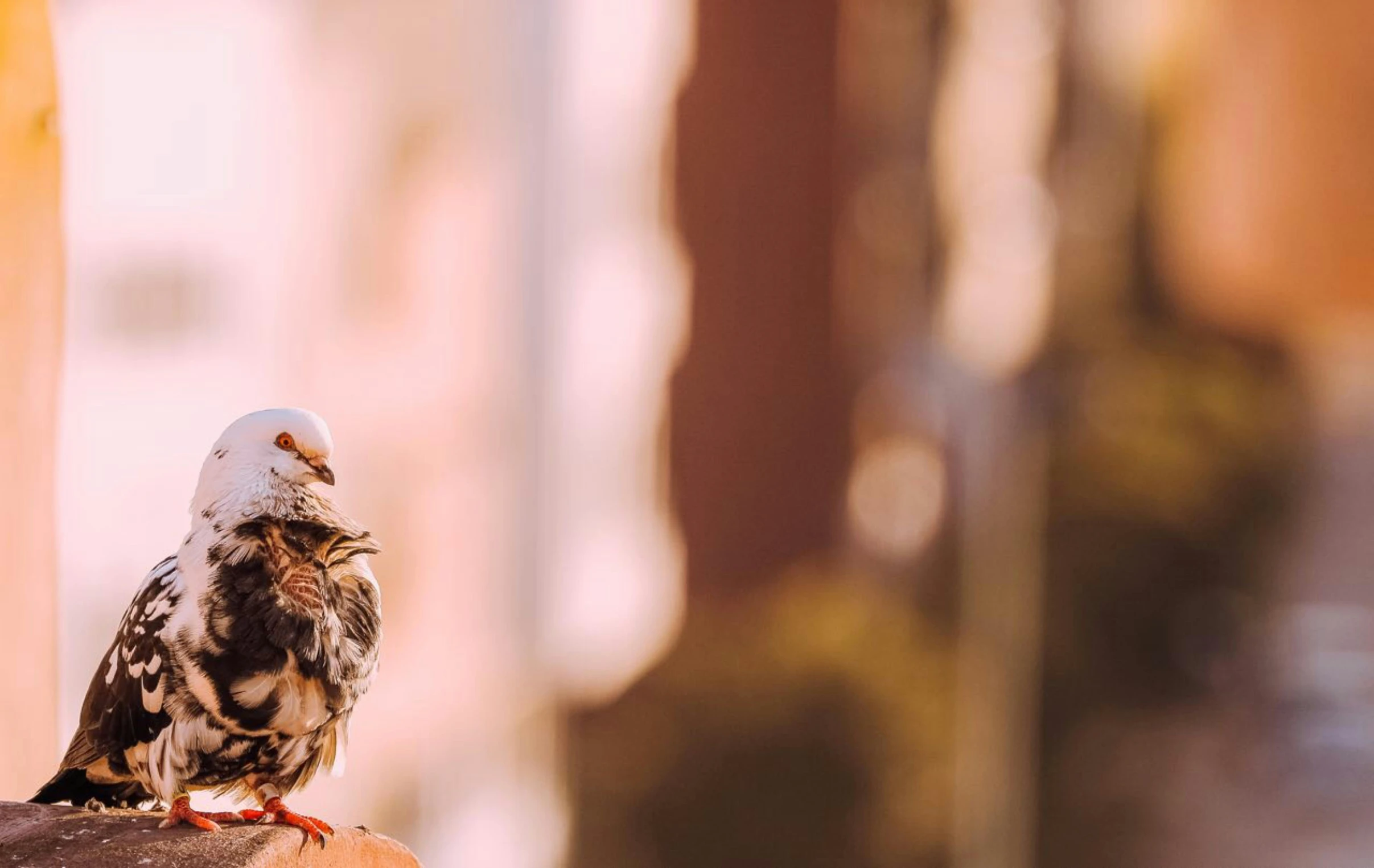 a small bird sitting on top of a wooden post, trending on pexels, humanoid feathered head, standing in a city center, dove, unsplash photography