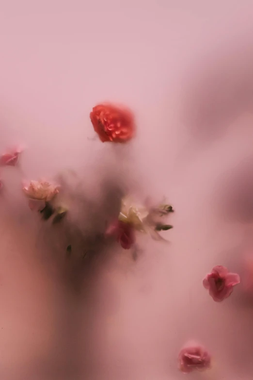 a vase filled with pink flowers on top of a table, an album cover, by Anna Füssli, unsplash contest winner, conceptual art, flying dust particles, detail shot, red fog, soft organic abstraction