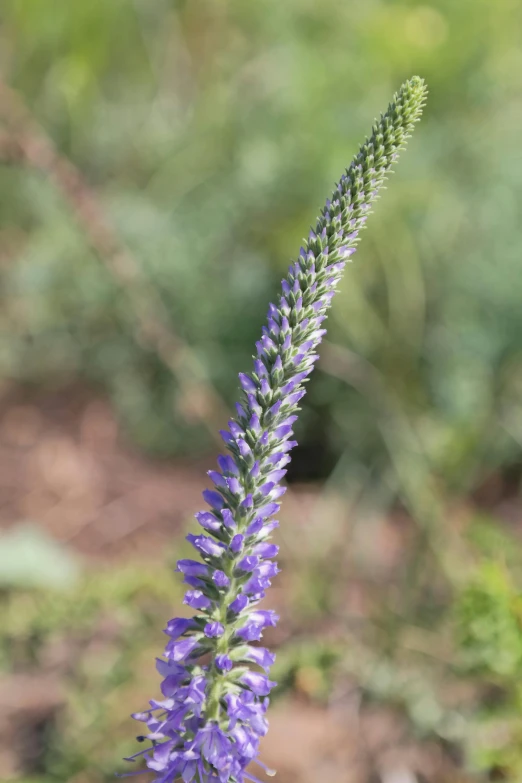 a close up of a purple flower in a field, large tail, spire, african sybil, sparse plants