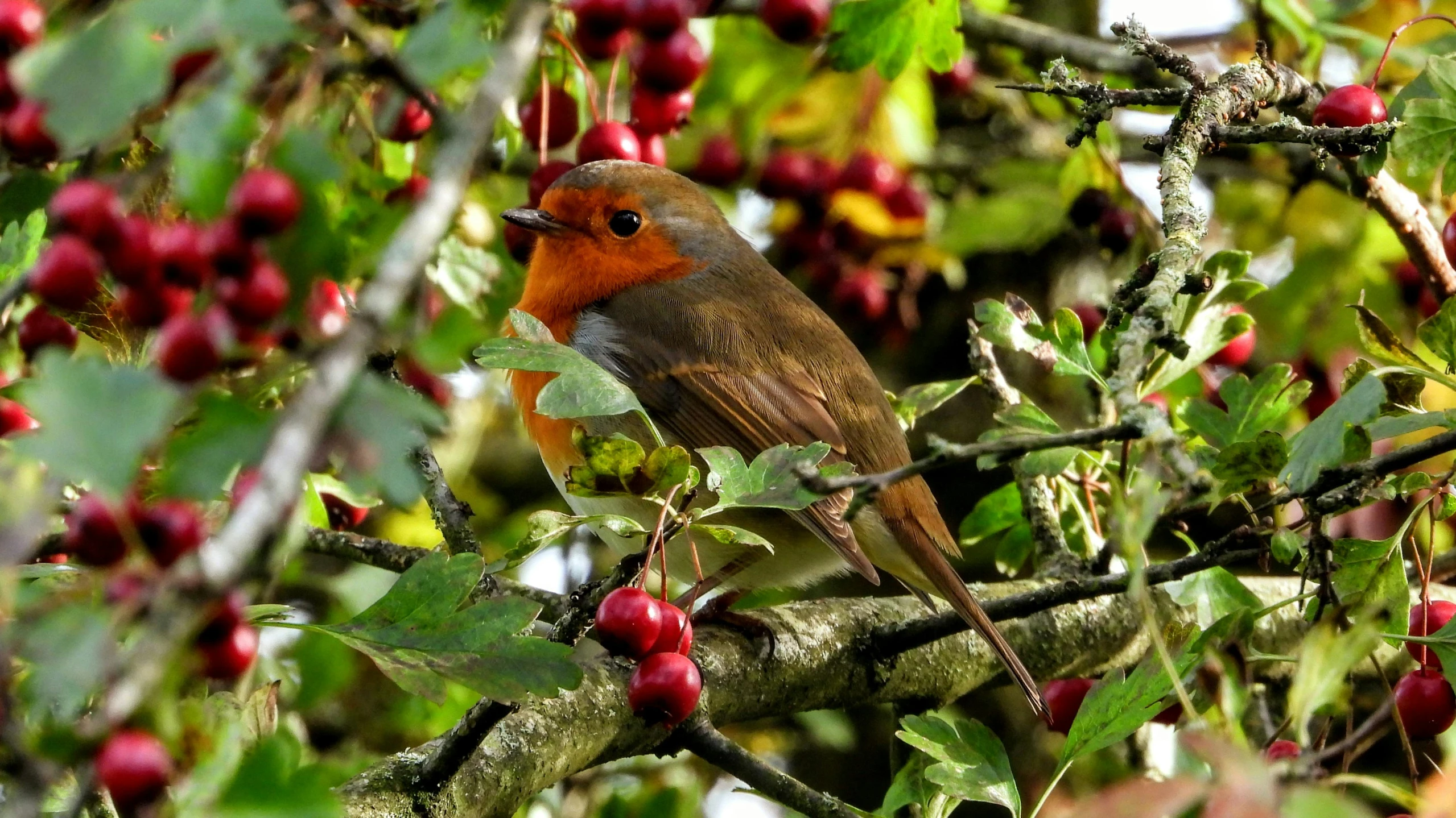 a small bird sitting on top of a tree branch, by Paul Bird, pixabay, renaissance, berries, autumnal colours, robin, 🦩🪐🐞👩🏻🦳