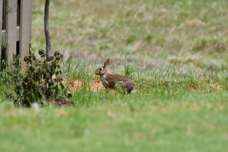 a rabbit that is sitting in the grass