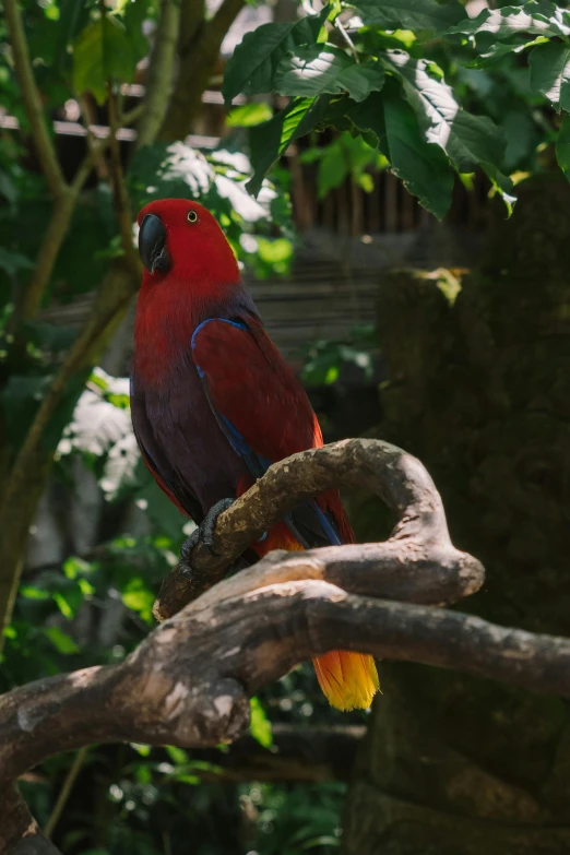 a red parrot sitting on top of a tree branch, lush surroundings, in the zoo exhibit, bali, sitting on a log