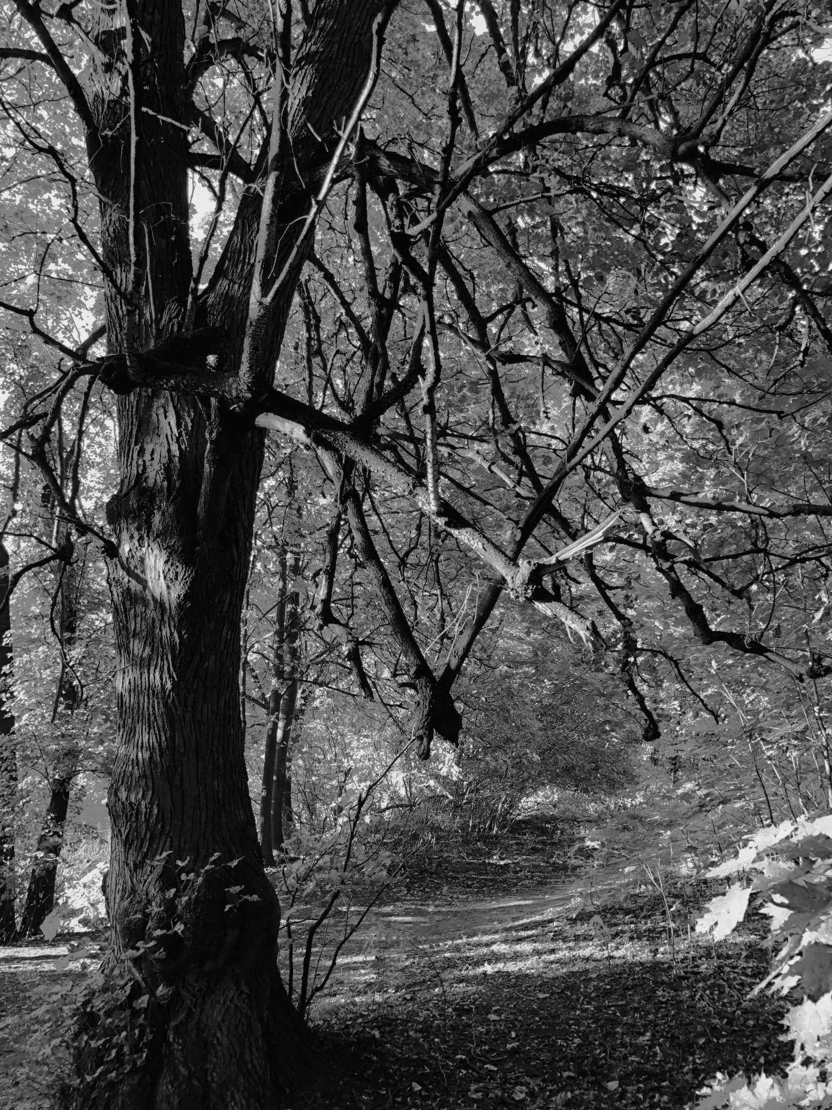 a black and white photo of a bench under a tree, inspired by Peter Basch, on forest path, intricate environment - n 9, max prentis, mount