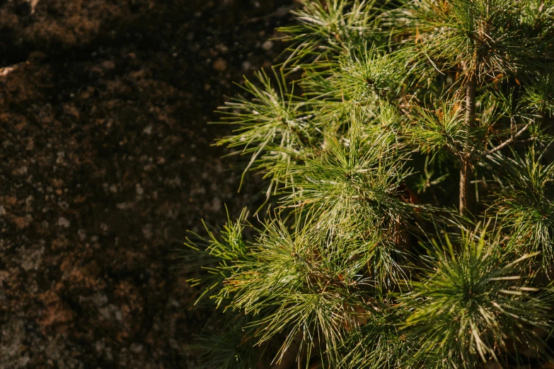 a bird sitting on top of a tree branch, by Andrew Domachowski, unsplash, hurufiyya, pine color scheme, top angle view, evergreen, 5 feet away