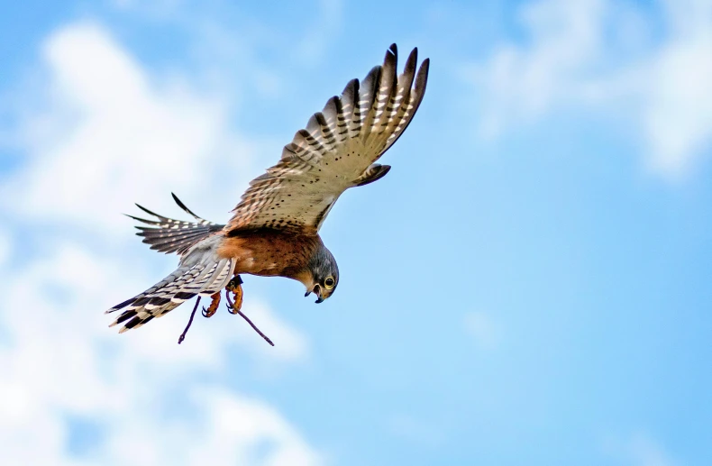 a bird that is flying in the sky, a photo, by Carey Morris, pexels contest winner, hurufiyya, hawk, australian, dipstick tail, al fresco