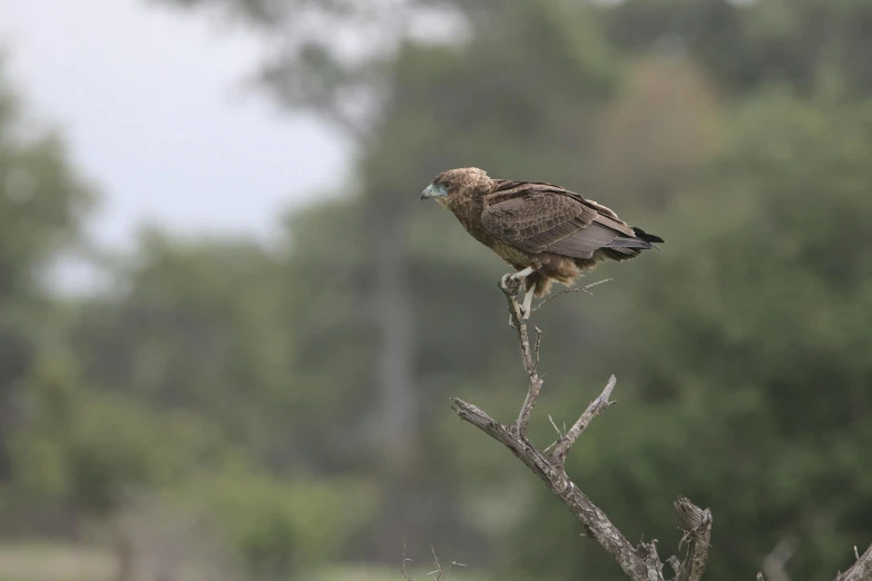 a bird sitting on top of a tree branch, by Colijn de Coter, pexels contest winner, hurufiyya, eagles, mid 2 0's female, ground - level medium shot, male