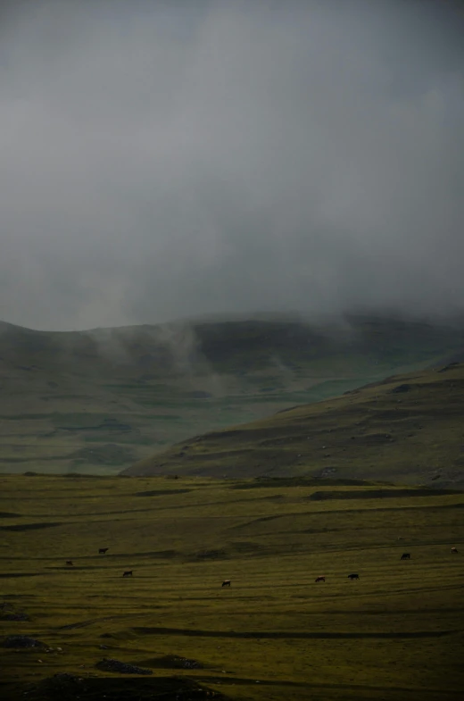 a herd of sheep standing on top of a lush green field, by Muggur, hurufiyya, ominous mist, mayo, distant - mid - shot, eerie!