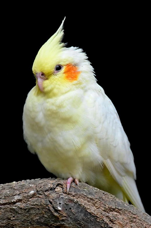 a yellow and white bird sitting on a branch, a portrait, by Elizabeth Durack, flickr, albino dwarf, often described as flame-like, hatched pointed ears, studio photo