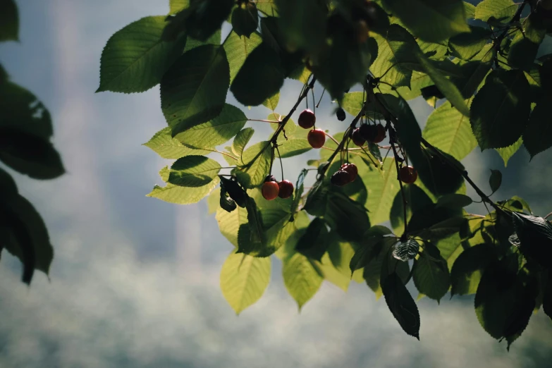 a bunch of cherries hanging from a tree, inspired by Elsa Bleda, unsplash contest winner, romanticism, greens), lush vista, back - lit, background image