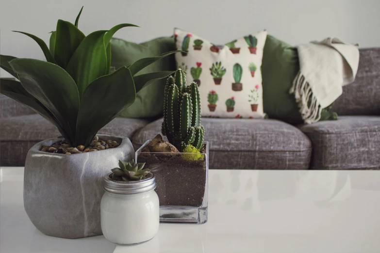 two potted plants sit on a table in front of a couch, inspired by William Home Lizars, pexels contest winner, robotic cactus design, cushions, green and white, asset on grey background