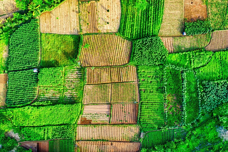 an aerial view of a field of crops, a mosaic, pexels, vietnam, hyperdetailed mix, square lines, vertical orientation