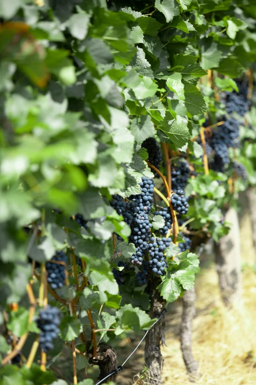 a bunch of grapes are growing on the vine, by David Simpson, rows of lush crops, port, up close, f / 1