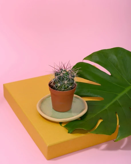 a potted plant sitting on top of a yellow tray, a picture, wearing spiky, product image, no cropping, soft neon