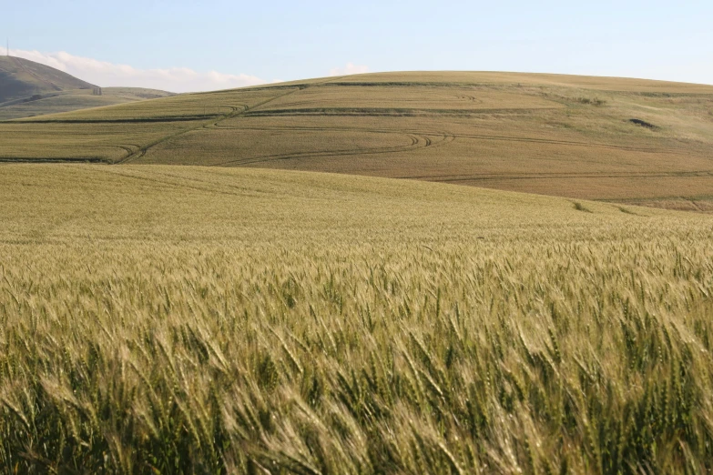 a field of wheat with hills in the background, southern slav features, award-winning crisp details”, dezeen, a green