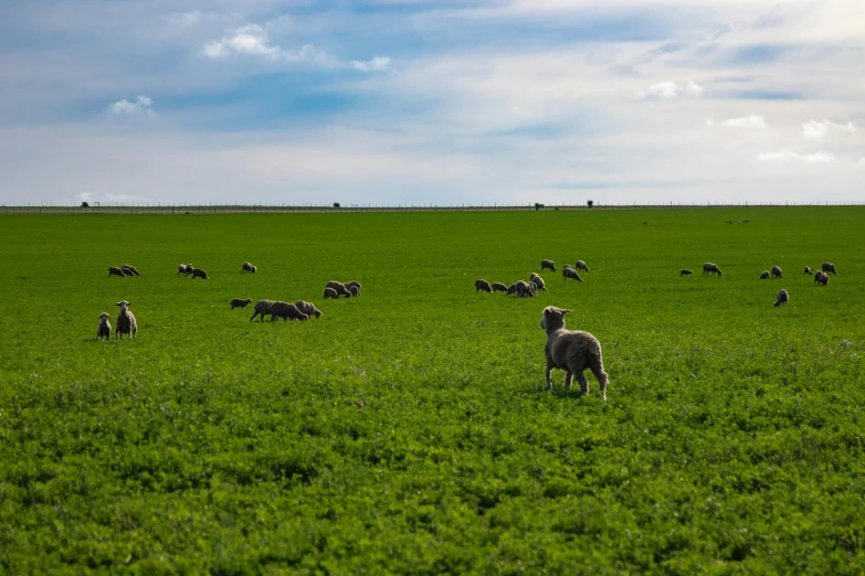 a herd of sheep grazing on a lush green field, by Peter Churcher, pexels contest winner, blue and green, australian, grey, ready to eat