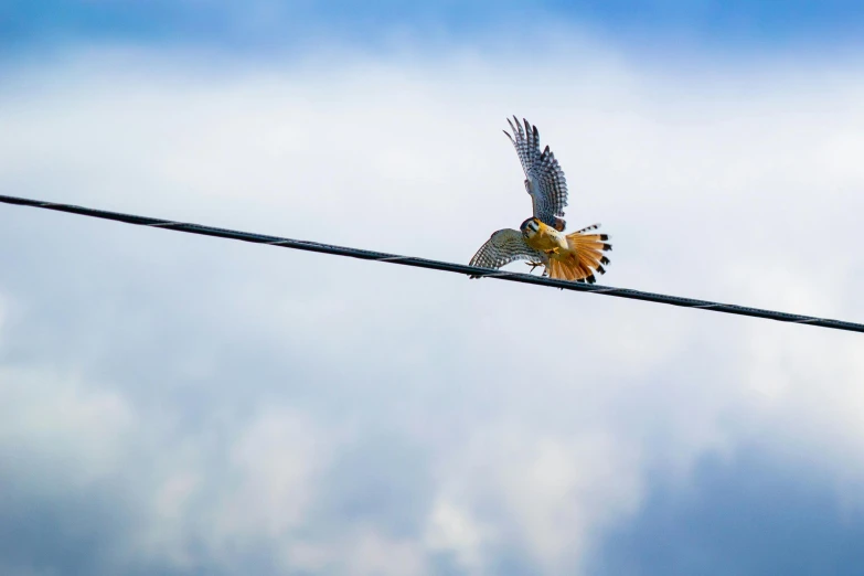 a bird that is sitting on a wire, by Jan Rustem, pexels contest winner, take off, falcon, blue and yellow fauna, arms out