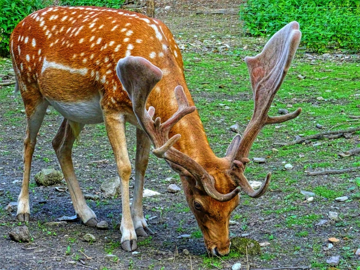 a deer standing on top of a lush green field, pexels contest winner, photorealism, drinking, picture taken in zoo, eating, spotted