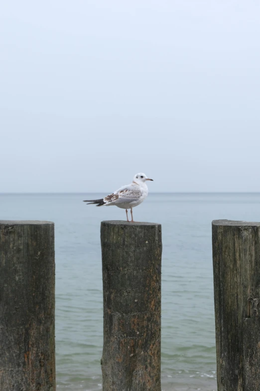 a seagull sitting on top of a wooden post, a picture, unsplash, postminimalism, low quality photo, seaside, sittin