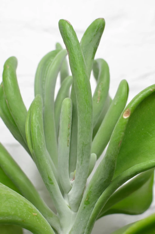 a close up of a plant with green leaves, curled slightly at the ends, organic form, clear curvy details, glazed