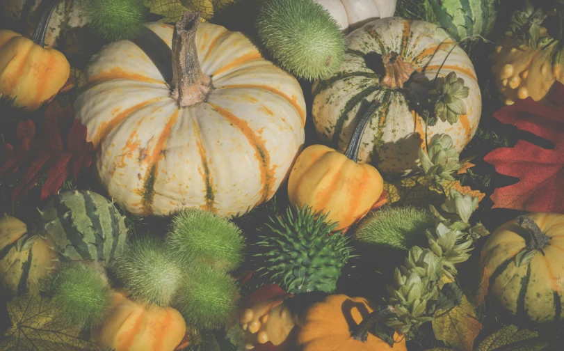 a bunch of pumpkins sitting on top of a table, profile image, digital image, greens), mix of aesthetics