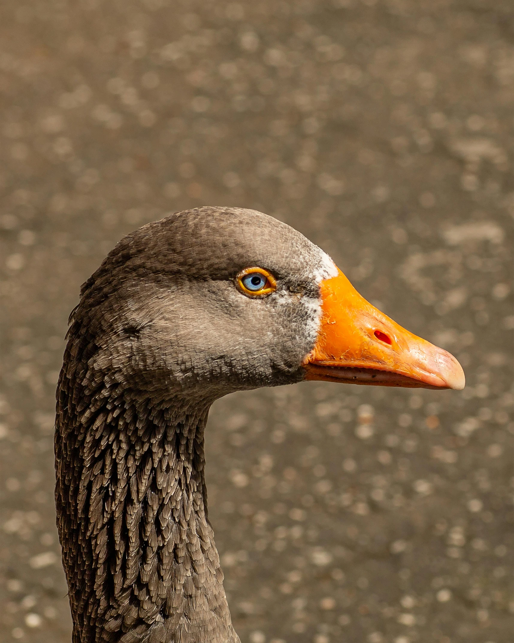 a close up of a duck with an orange beak, pexels contest winner, large grey eyes, slightly - pointed ears, 🦩🪐🐞👩🏻🦳, black swan