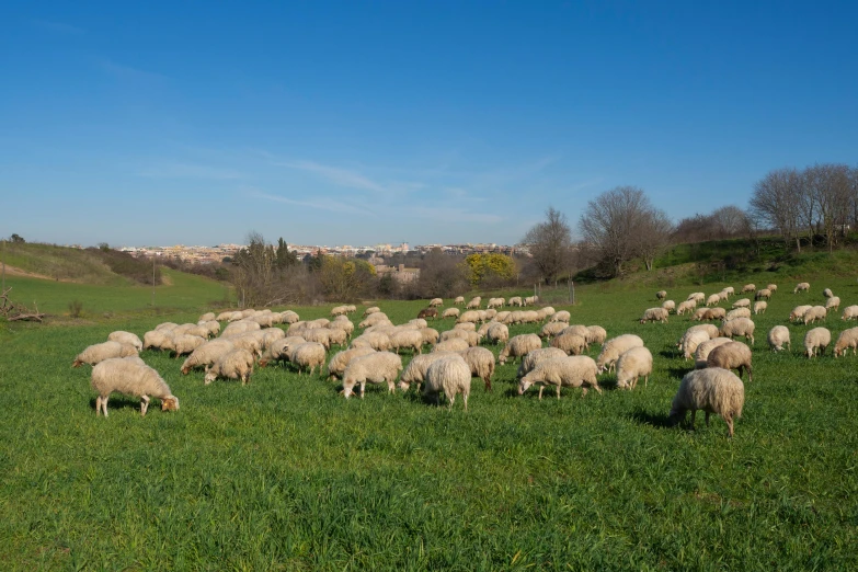 a herd of sheep grazing on a lush green field, by Francesco Furini, urban surroundings, fan favorite, from italica, desktop wallpaper