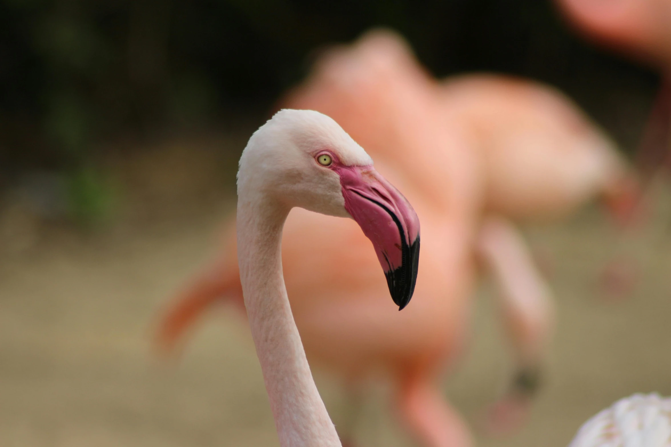 a close up of a pink flamingo with other flamingos in the background, by Egbert van der Poel, pexels contest winner, arabesque, looking from shoulder, today\'s featured photograph 4k, bird's eye, looking off to the side