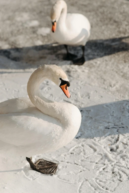 a couple of white swans standing on top of a snow covered ground, pexels contest winner, renaissance, subject= duck, rounded beak, 🦑 design, high-resolution photo