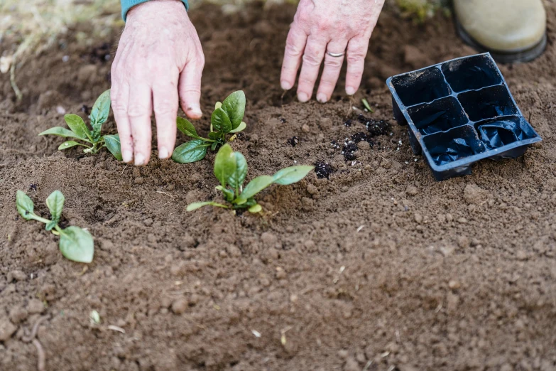 a close up of a person planting a plant, rectangle, thumbnail, fruit trees, plant armour