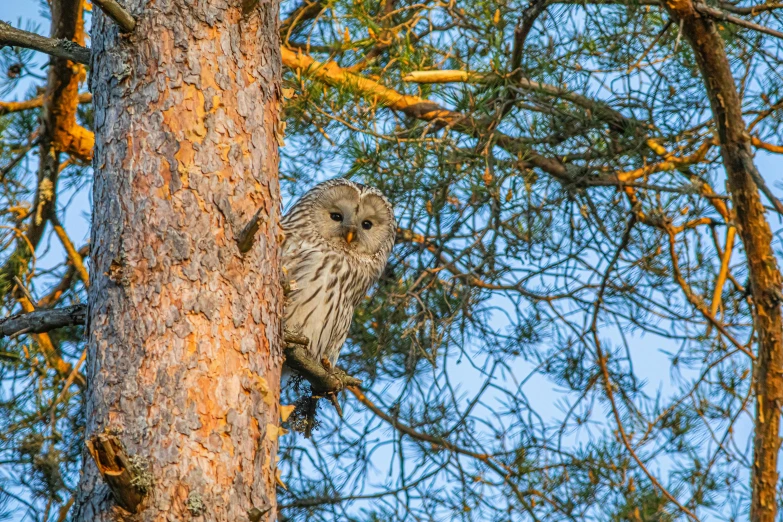 a small owl sitting on top of a tree, a portrait, by Jaakko Mattila, 2 4 mm iso 8 0 0, sunny morning light, having a snack, hunting