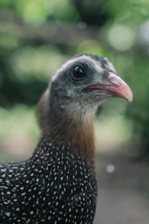 a close up of a bird with a blurry background, chicken, white freckles, mid 2 0's female, bali