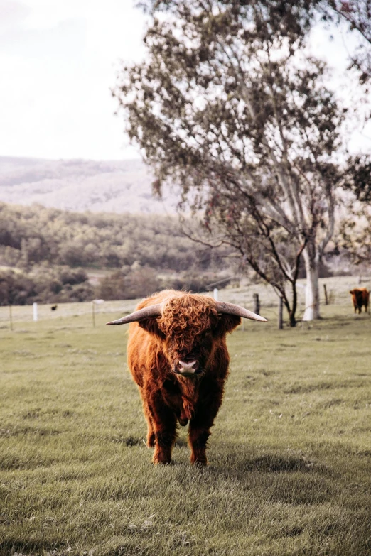 a brown cow standing on top of a lush green field, in australia, cottagecore hippie, xqcow, wool