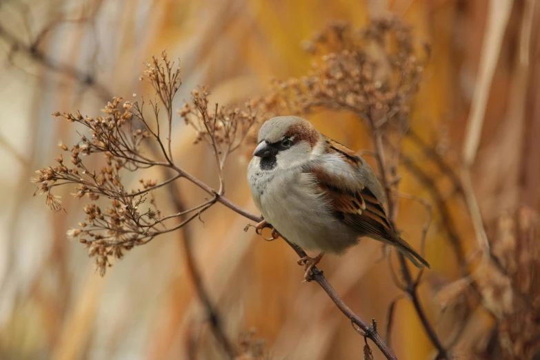 a small bird sitting on top of a tree branch, pexels contest winner, renaissance, brown colours, australian, fall season, hyperrealistic sparrows